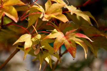 Acer palmatum Hogyoku