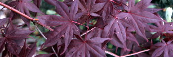 Acer palmatum Ariake nomura