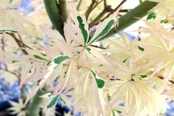 Acer palmatum Hana tsukasa