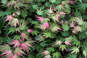 Acer palmatum Kuro hime