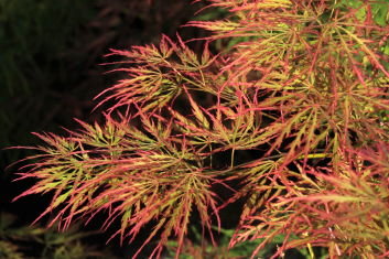 Acer palmatum Otto’s Dissectum