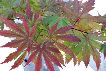 Acer shirasawanum Gloria