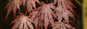 Acer shirasawanum Yasemin