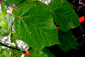 Acer conspicuum Phoenix