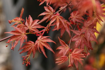 Acer palmatum Shishio Improved (Also see Chishio Improved)