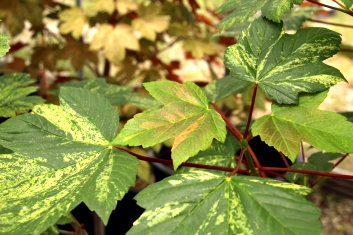 Acer pseudoplatanus Nizetti