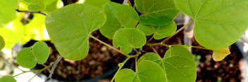 z Cercis canadensis Ace of Hearts