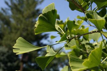 Ginkgo biloba Autumn Gold