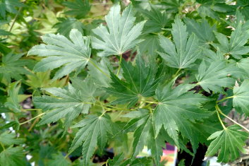 Acer palmatum Mimaye