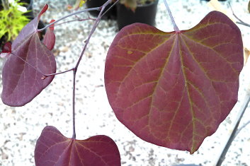 Cercis canadensis Ruby Falls