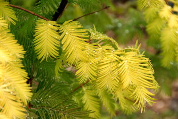 Metasequoia glyptostroboides Gold Rush