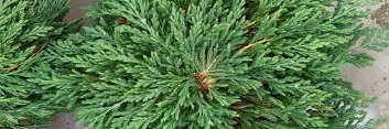 z Conifer Juniperus horizontalis Pancake