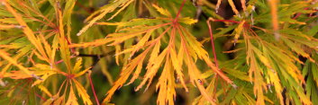 Acer palmatum Flavescens