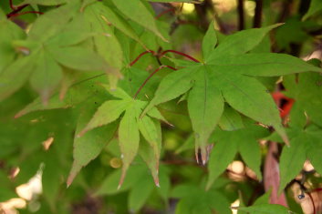 Acer palmatum Korean Gem