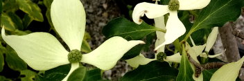 z Cornus kousa Snow Tower