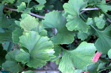 Ginkgo biloba Jagged Jade