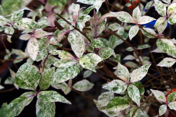 Callicarpa japonica Snow Storm