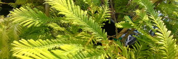 z Metasequoia glyptostroboides Hamlet's Broom