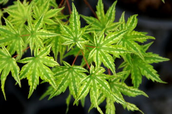 Acer palmatum Alpenweiss