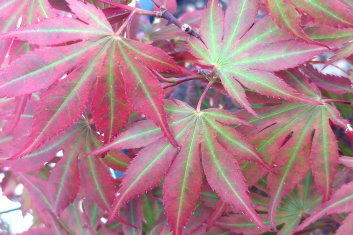 Acer shirasawanum Mikado