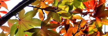 Acer palmatum Yubae