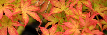 Acer palmatum Tiny Leaf