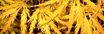 Acer palmatum Washi-no-o / Eagle's Tail