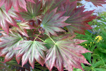 Acer shirasawanum Haru Iro