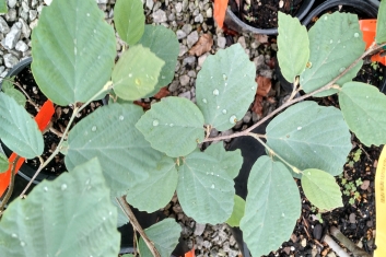 Fothergilla intermedia Blue Shadow