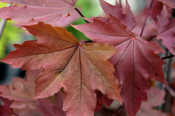 Acer platanoides Globosum Purpurea