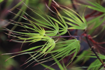 Acer palmatum Fukinagashi