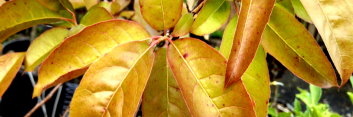 z Oxydendrum Arboreum