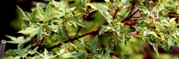 Acer palmatum Okukuji nishiki