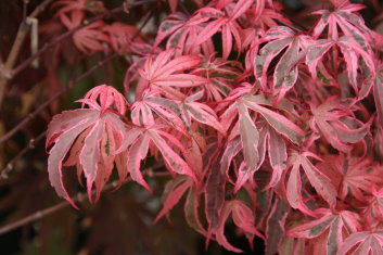 Acer palmatum Shirazz