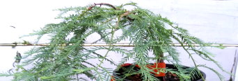 z Metasequoia glyptostroboides Bonsai (Dawn Redwood)