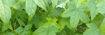 z Liquidambar styraciflua Oconee