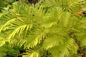Metasequoia glyptostroboides Kools Gold (Golden Guusje) (Dawn Redwood)
