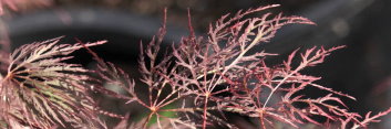Acer palmatum Red Filigree Lace