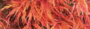 Acer palmatum Autumn Fire