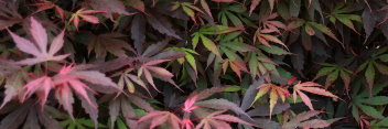 Acer palmatum Elizabeth