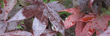 Acer palmatum Swat Margaret