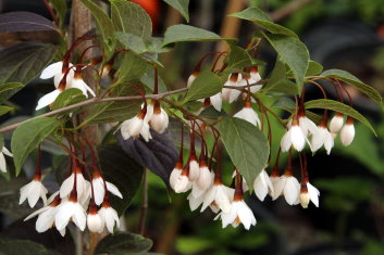 Styrax japonicus Evening Light