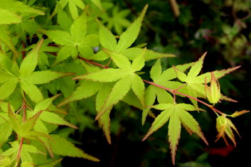 Acer palmatum Debbie's Golden Splendor