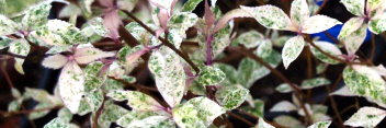 z Callicarpa japonica Snow Storm