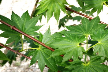 Acer shirasawanum Ezo-no-o Momiji