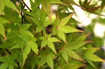 Acer palmatum Ryusei (See Ryusen)