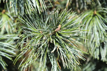 Pinus koraiensis Morris Blue