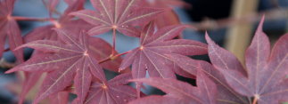 Acer palmatum Nomura nishiki