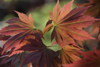 Acer palmatum Muro gawa