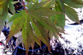 Acer palmatum Toshi